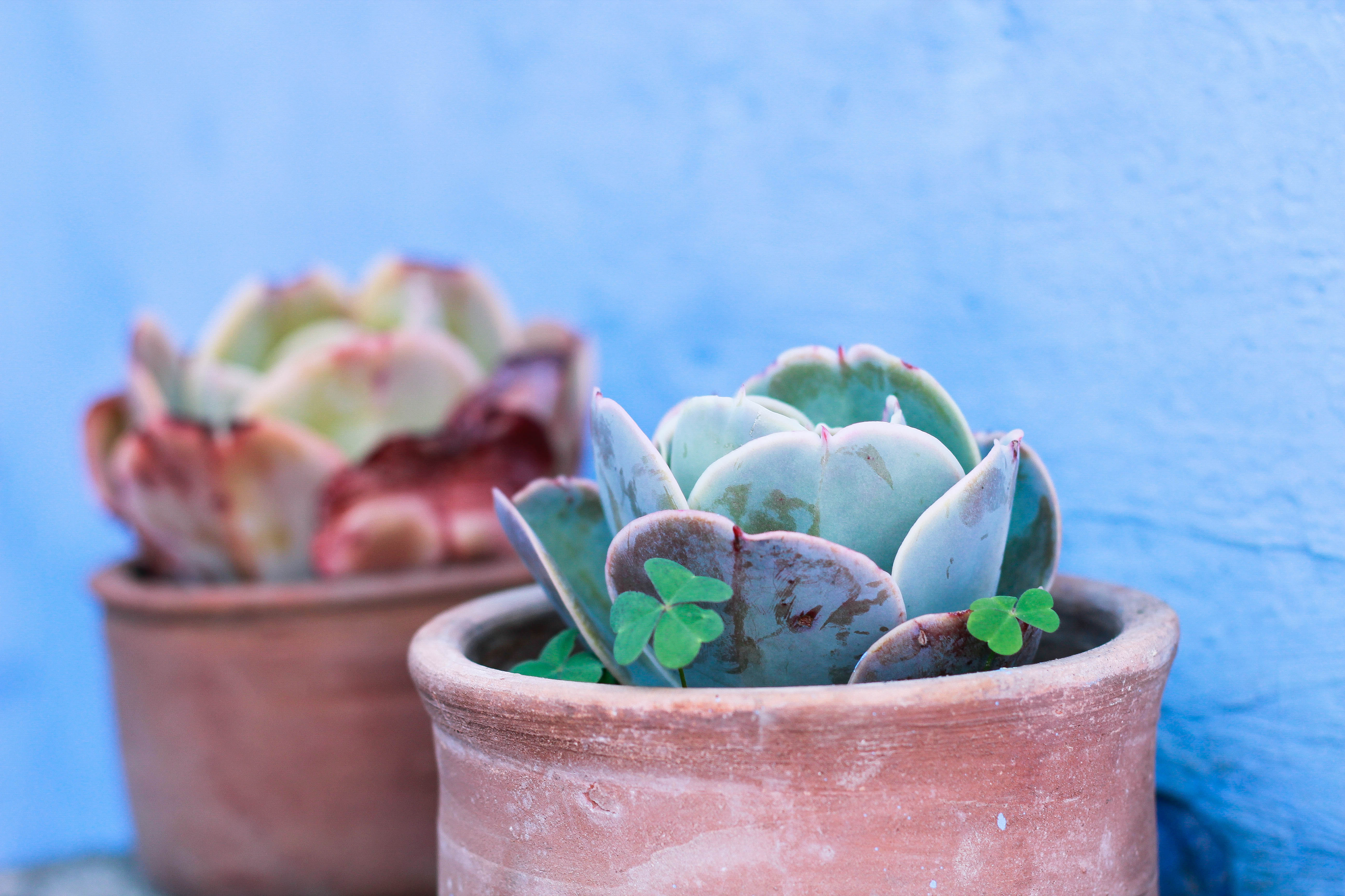 claudia.leclercq.portfolio-128