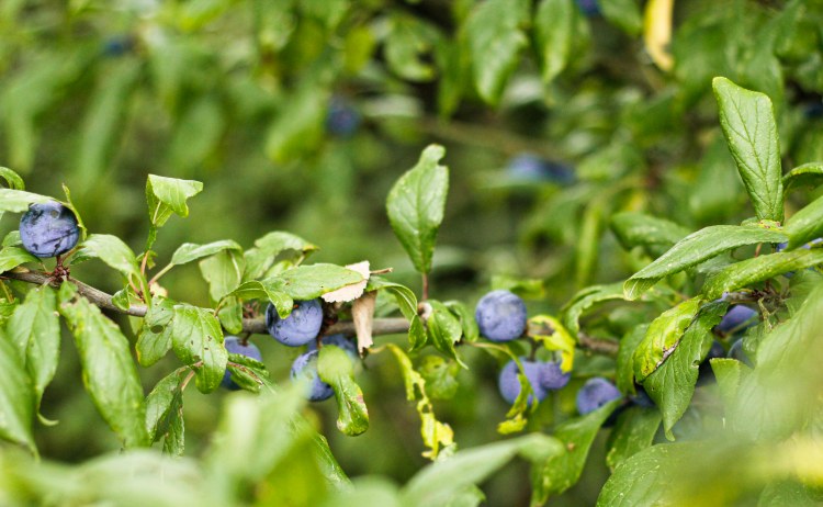 sloeberry-prunelles-claudialeclercq1