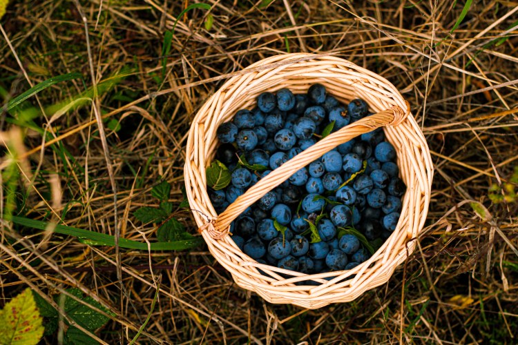 sloeberry-prunelles-claudialeclercq7