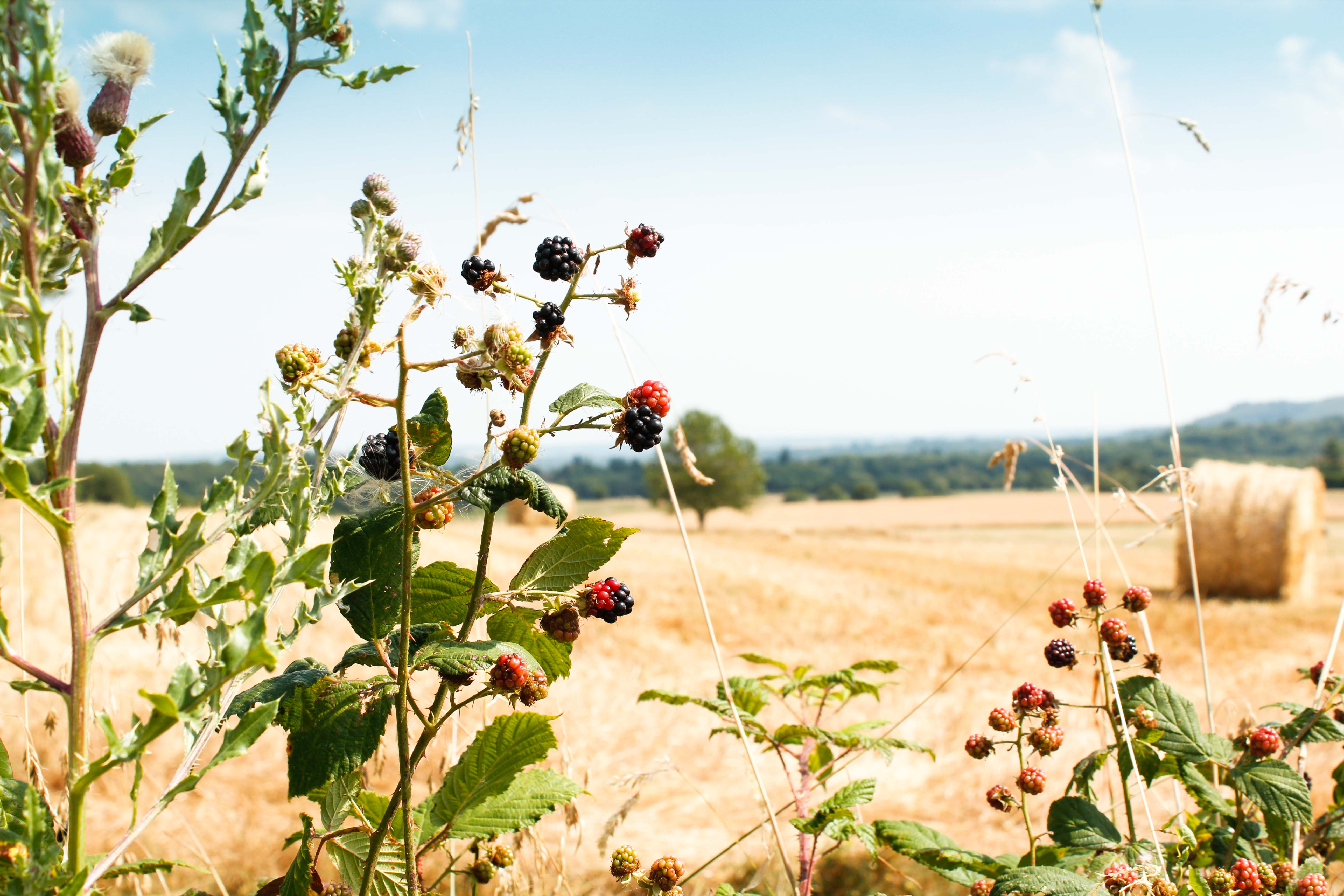 claudialeclercq-verano-rentree-ete