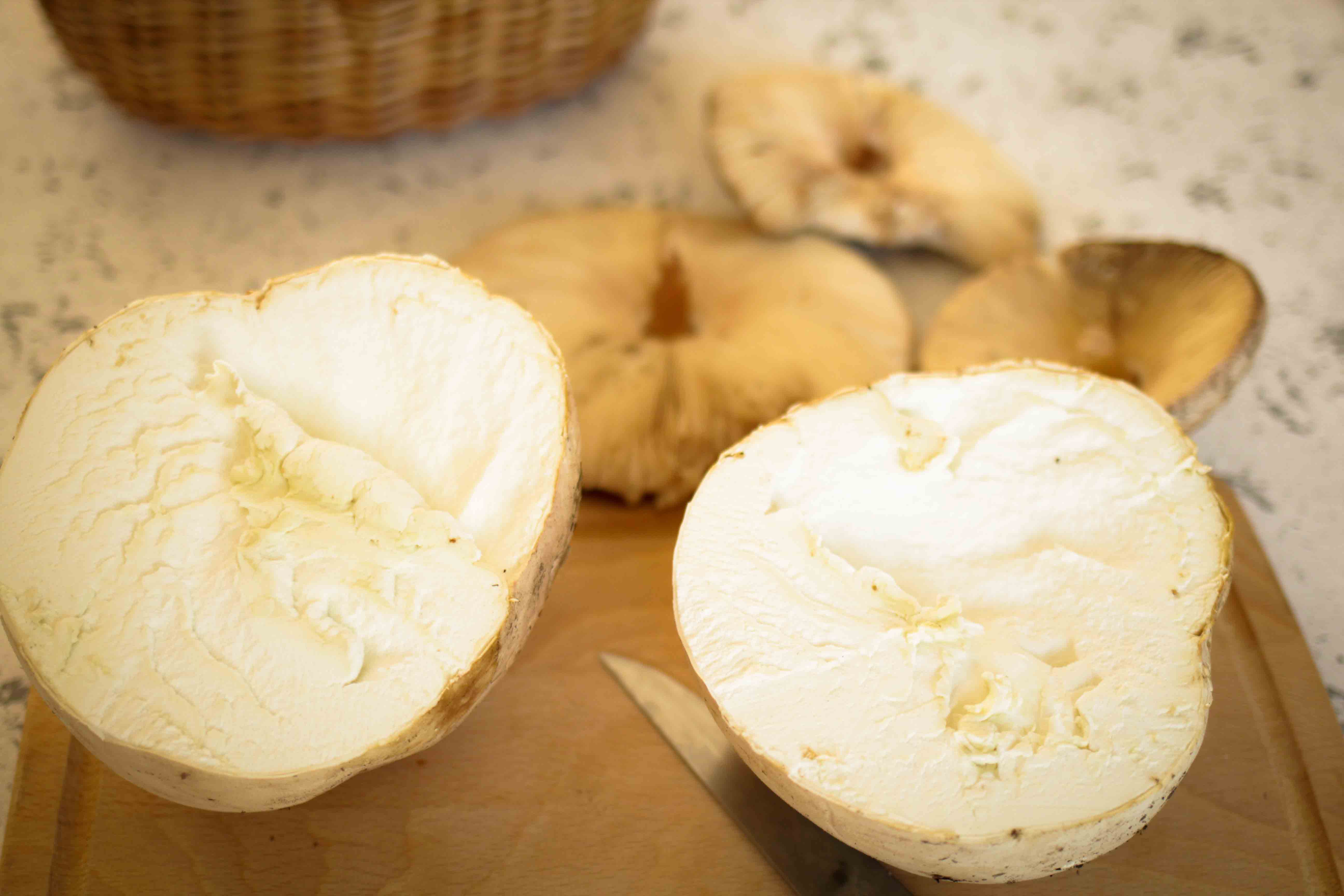 claudialeclercq-edible mushrooms-champignons comestibles_-11