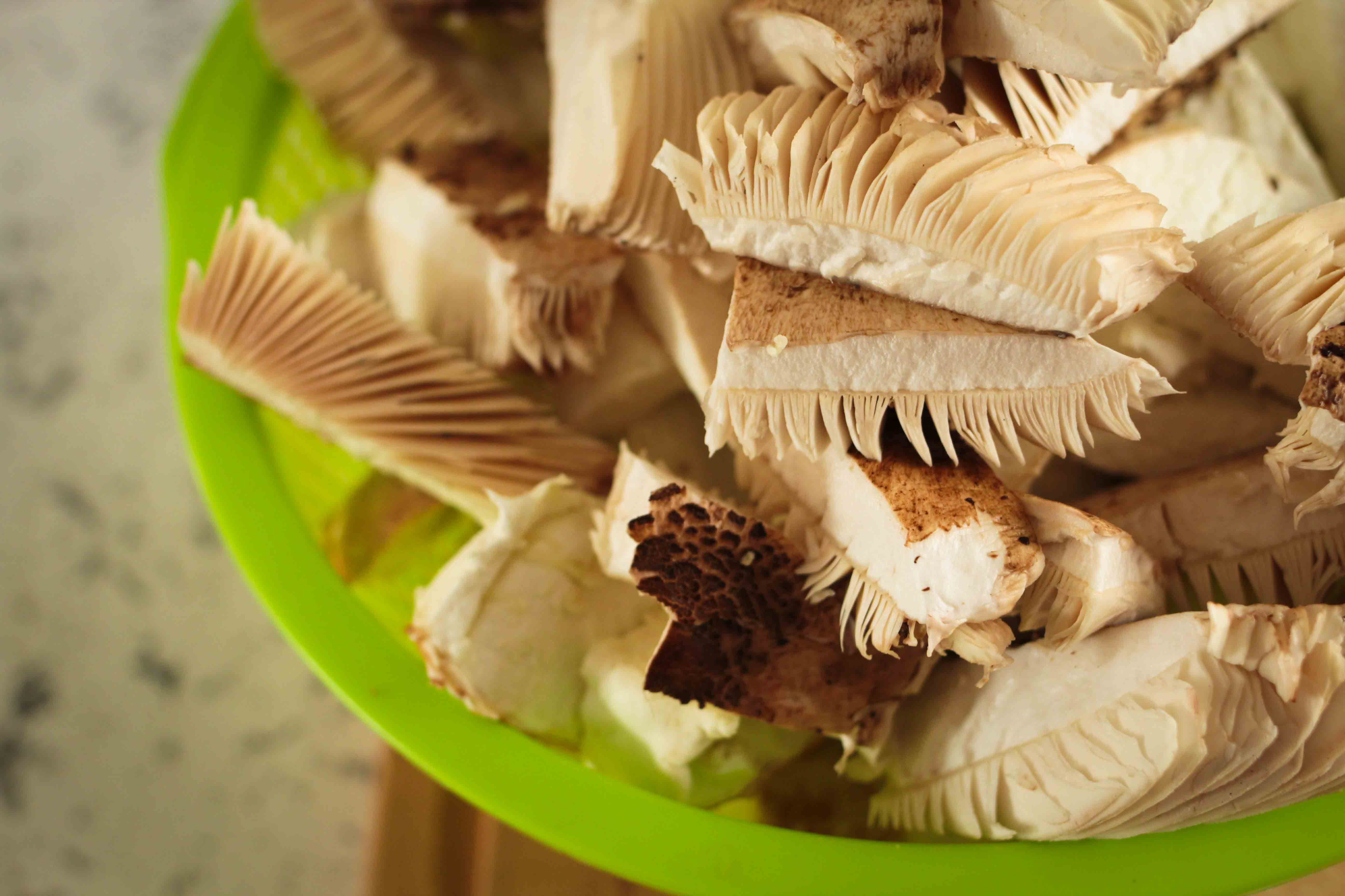 claudialeclercq-edible mushrooms-champignons comestibles_-13