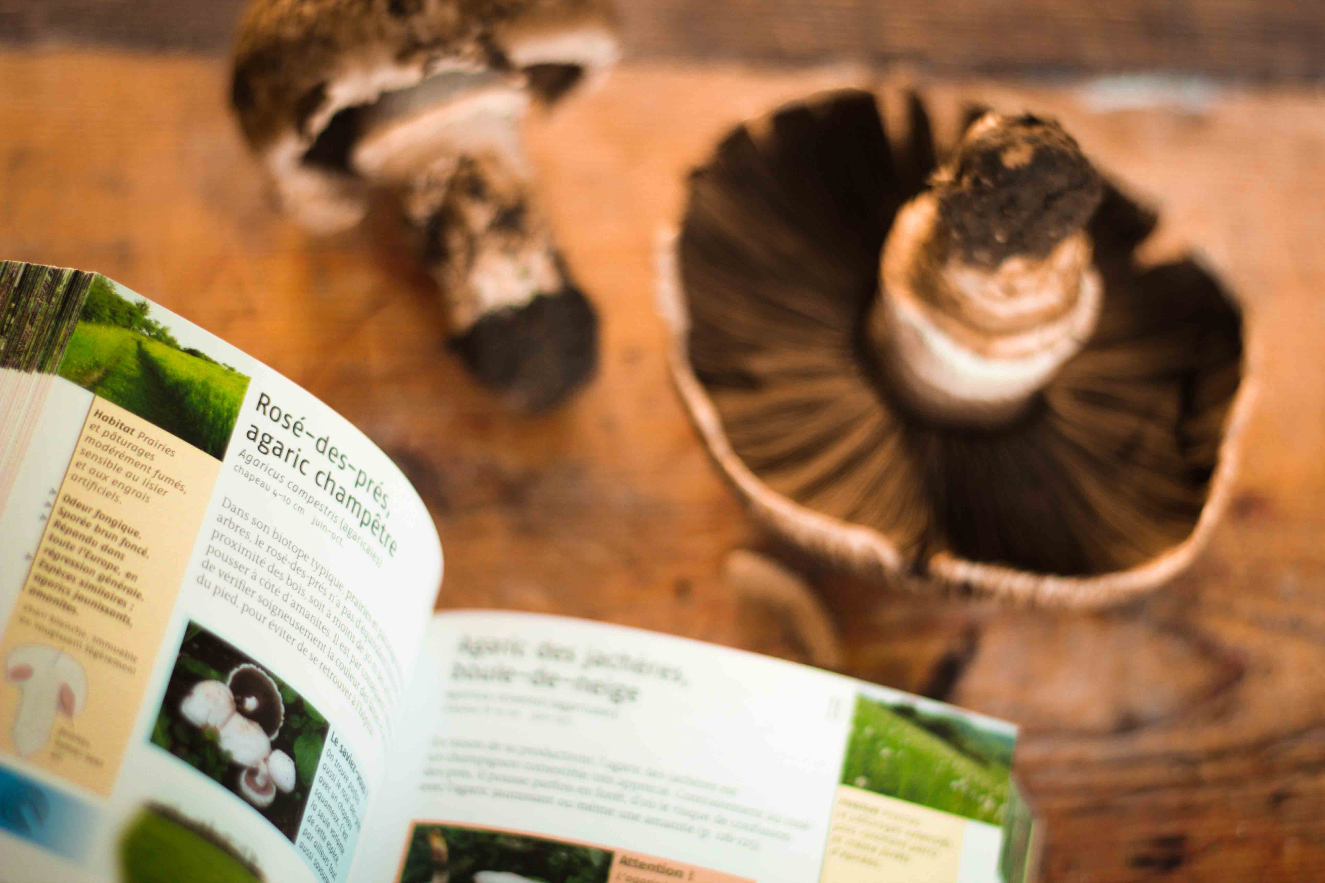 claudialeclercq-edible mushrooms-champignons comestibles_-18