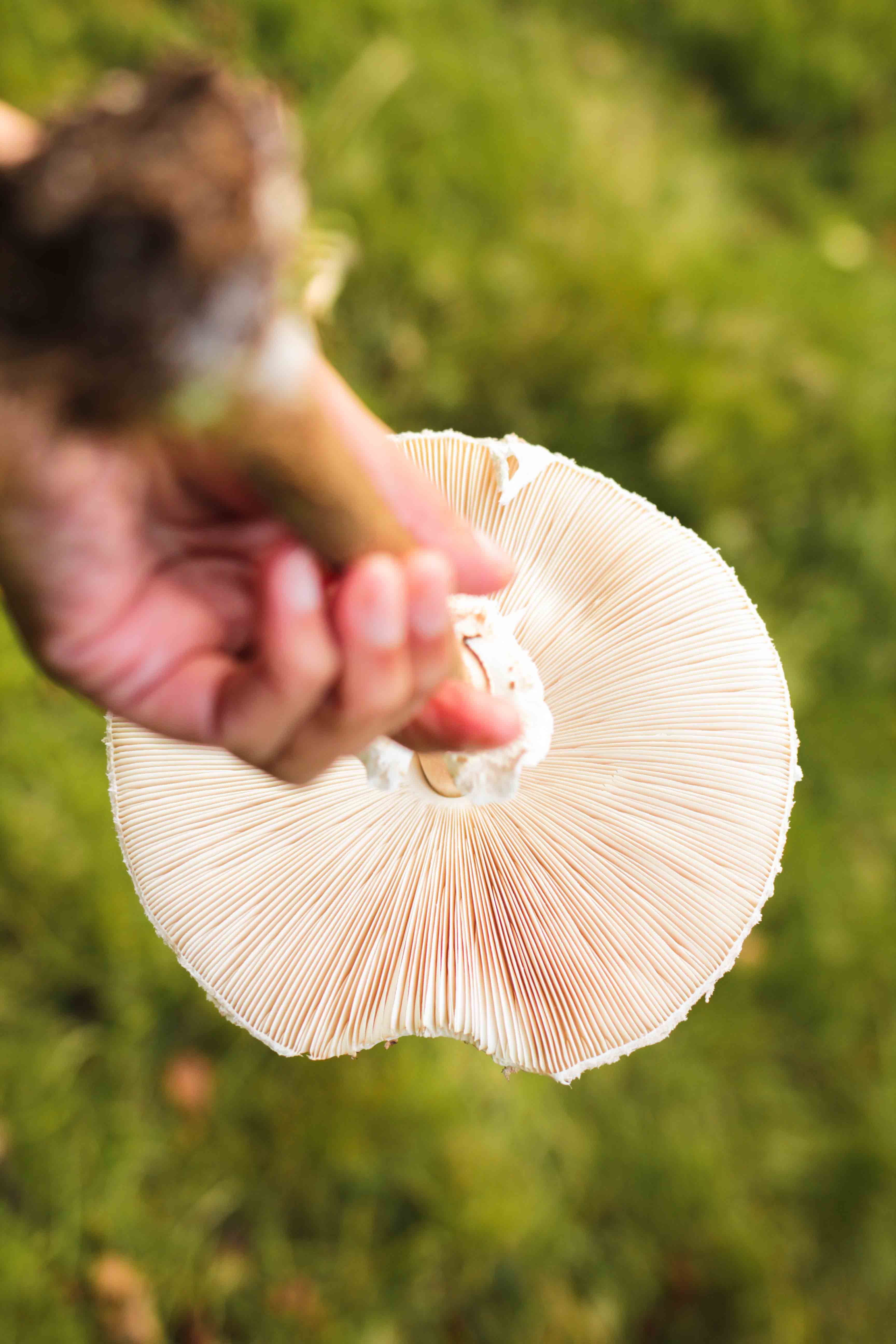 claudialeclercq-edible mushrooms-champignons comestibles_-5