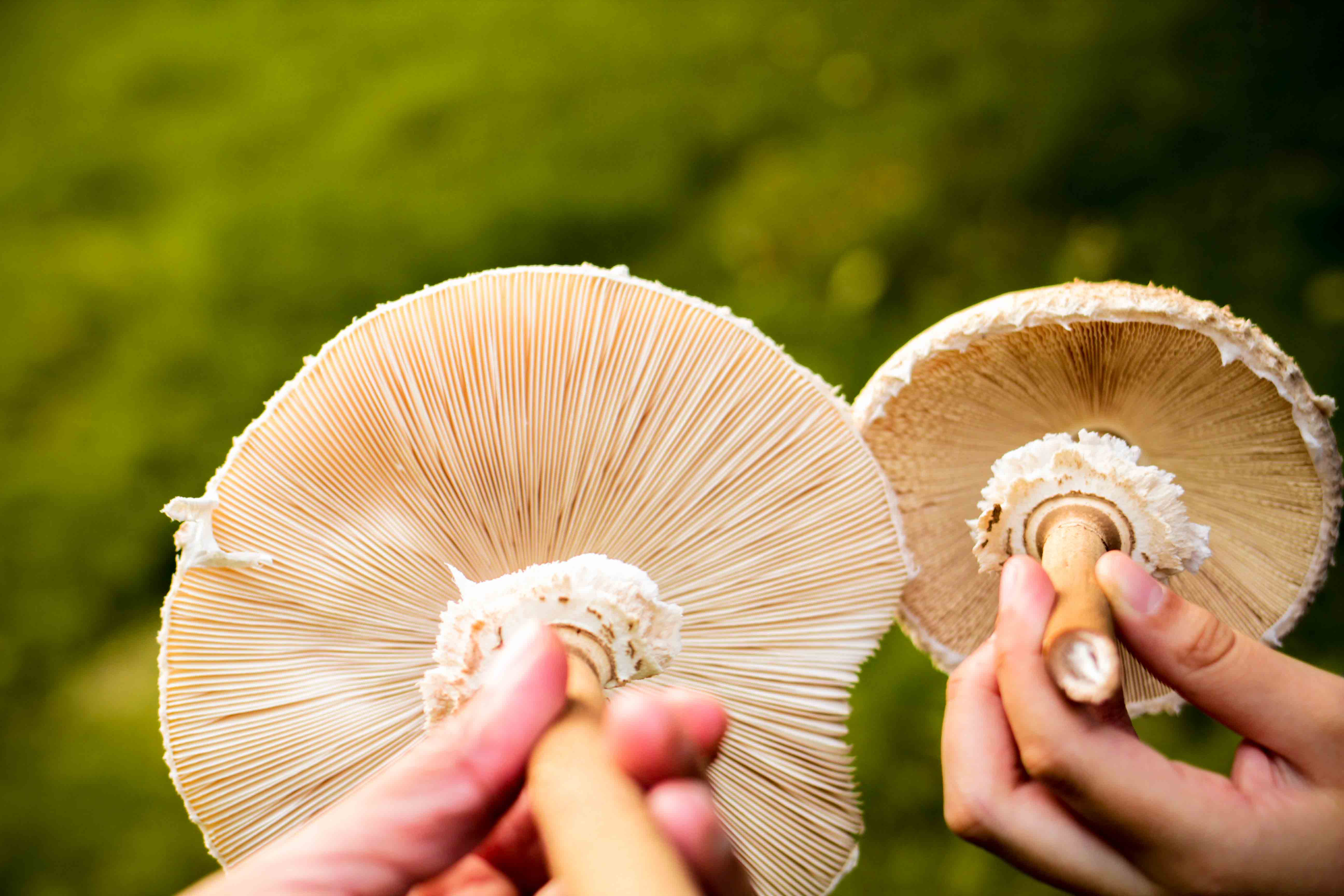 claudialeclercq-edible mushrooms-champignons comestibles_-6