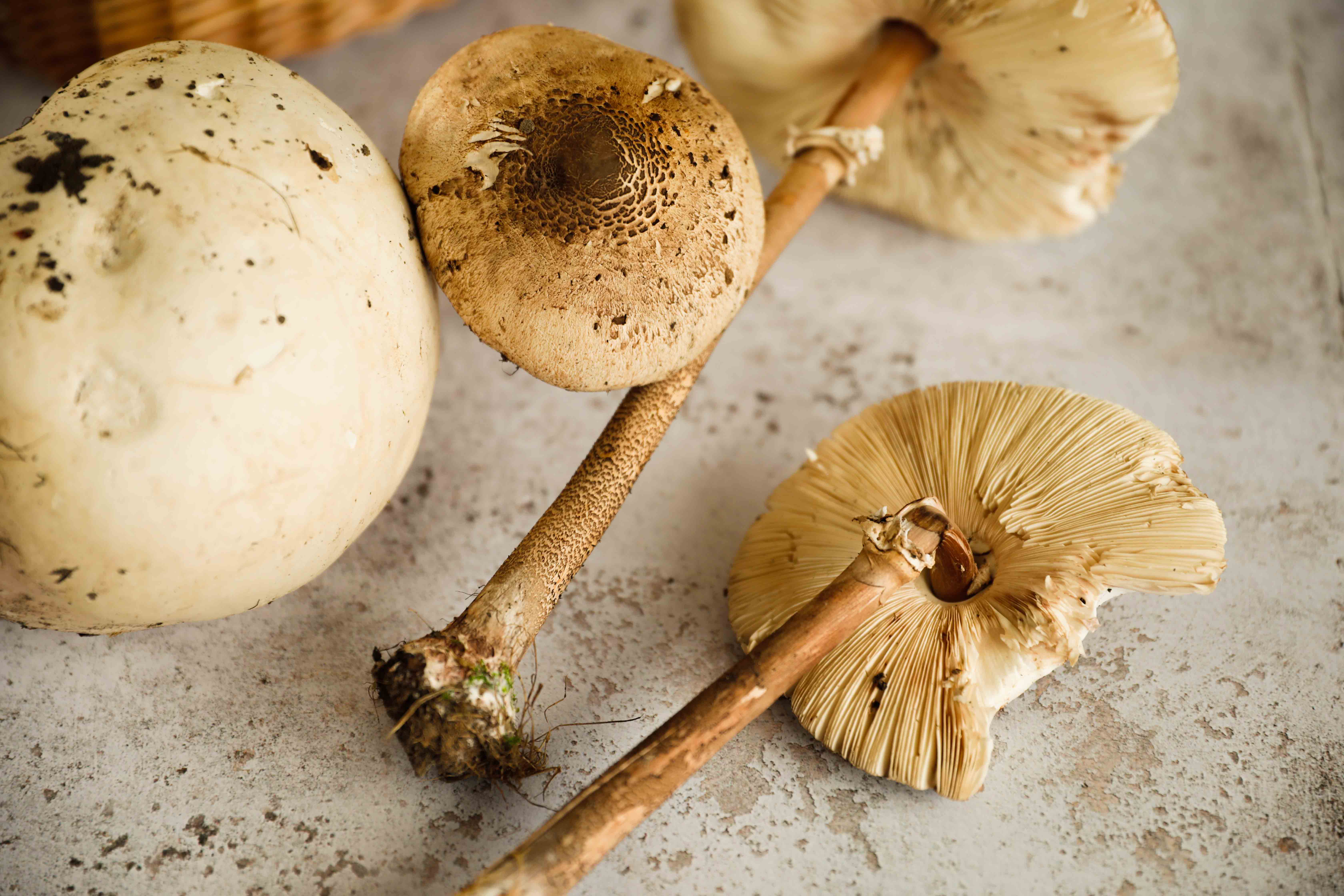 claudialeclercq-edible mushrooms-champignons comestibles_-7